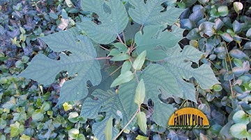 Q&A – What is this plant? -A: Paper Mulberry