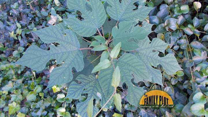 Q&A – What is this plant? -A: Paper Mulberry - DayDayNews