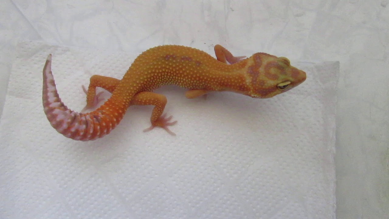 RAPTOR,  poss Hypo ( one snake eye, female 02/05/20),  "ZR". Киев 