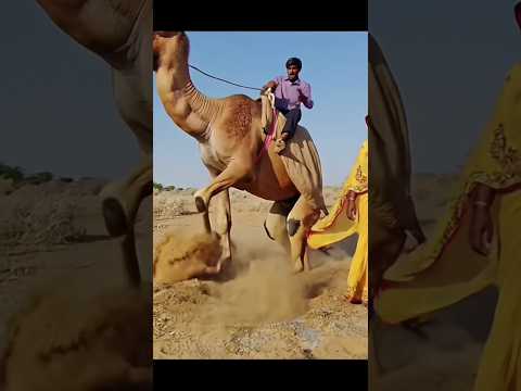 صبي يركب جملا جميلا وقويا بكل حماس