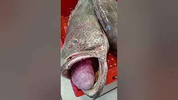 Cá mú khủng chợ bình điền.#DũngVlogs#