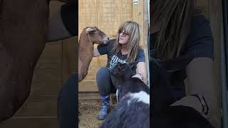 My Goat, Ariel, Is A Little Obsessed With Me.
