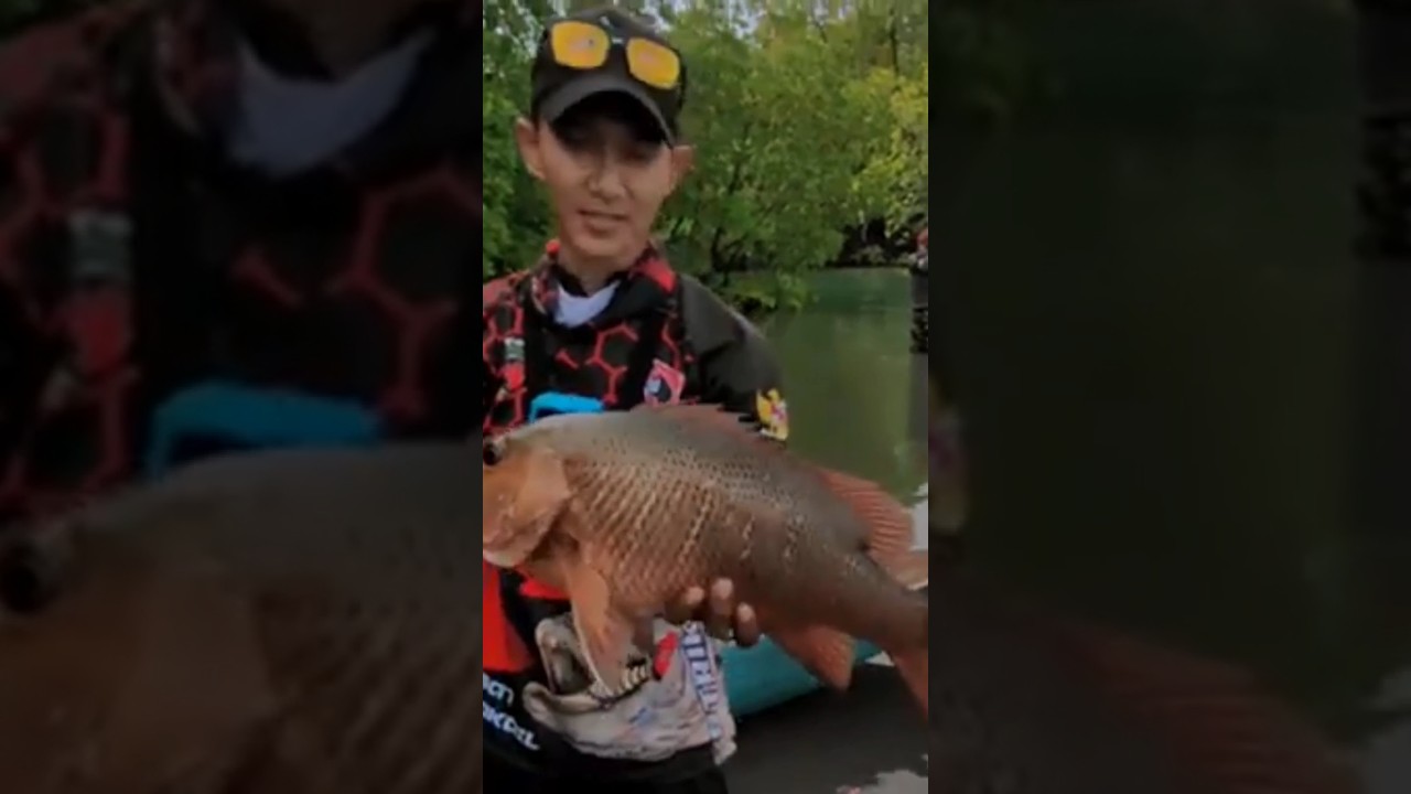 Mancing Di Pedalaman Papua ! Dapat Ikan ini ? - ( Mangrove Jack ) 
