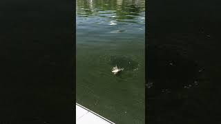 Sheepshead On A Tube Jig?! #sheepshead #wisconsinfishing