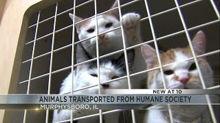 Animals begin transport out of Humane Society