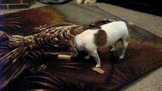 Picture 224.avi
