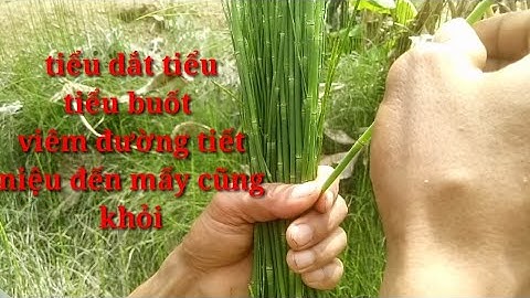cây thuốc chữa tiểu dắt tiểu buốt viêm đường tiết niệu