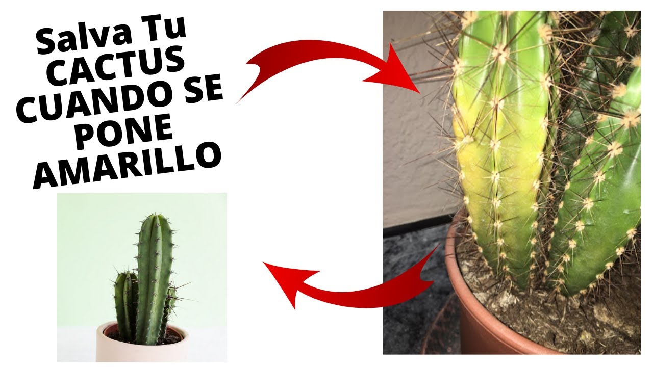 COMO SALVAR UN CACTUS AMARILLO - YouTube