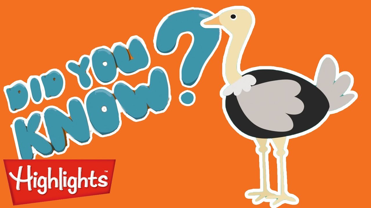 Did you know? All about ostriches! | Highlights Kids | Full Episode | Kids Videos