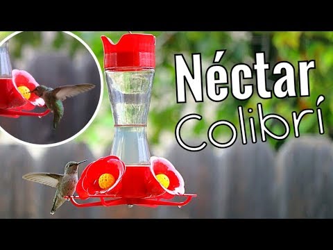 Como Hacer Nectar Para Bebedero De Colibri Susana Ortiz Youtube