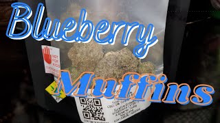 Blueberry Muffins Strain/Weed Review