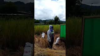 Musim Mengatam Padi