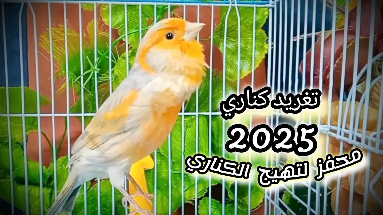 تغريد متواصل لتحفيز الكناري على تغريد و التزاوج