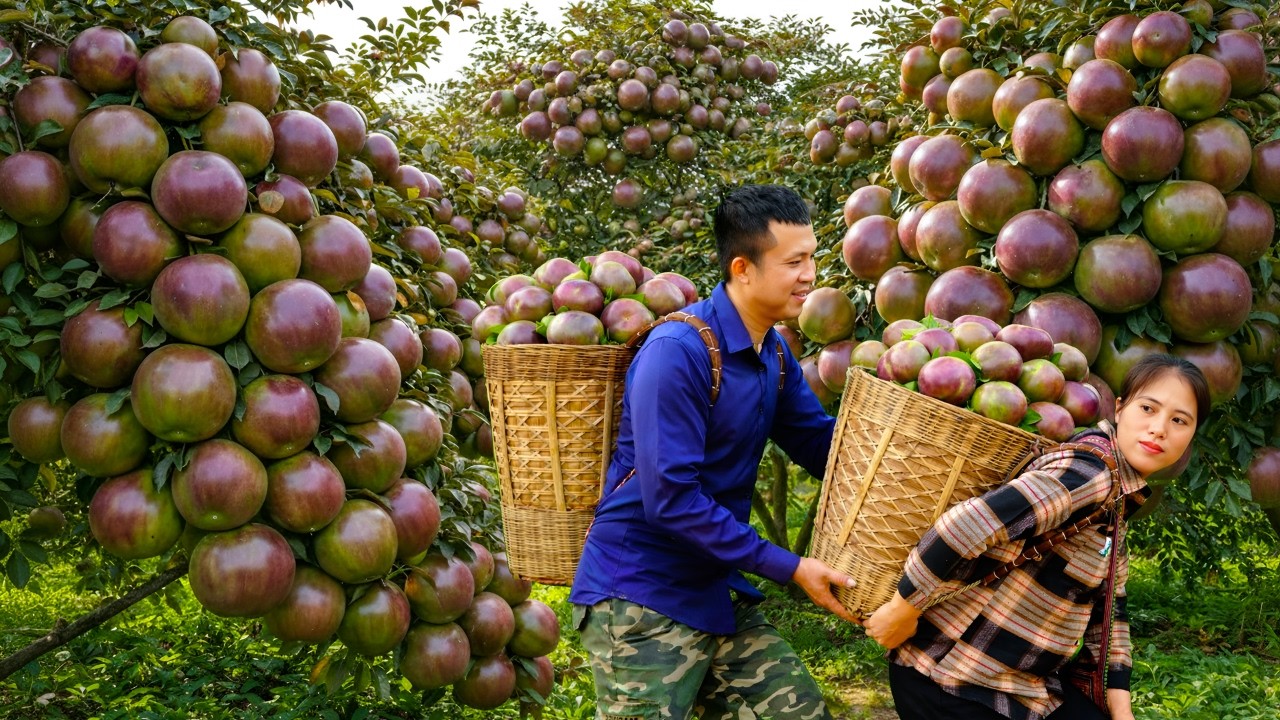Harvesting and selling milk fruit at the market - Helping a girl who fainted by the roadside