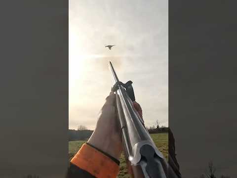 Tir D Un Faisan Au Calibre 20 Chasse Hunting Chasseur Faisan Calibre20 Fusils