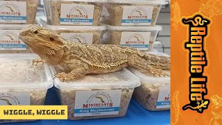King Mealworms | Reptile Life