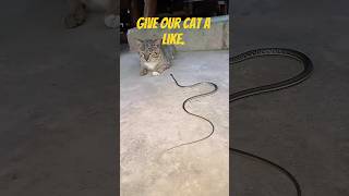 Snake Attacks Cat! What Happens Next Will Shock You