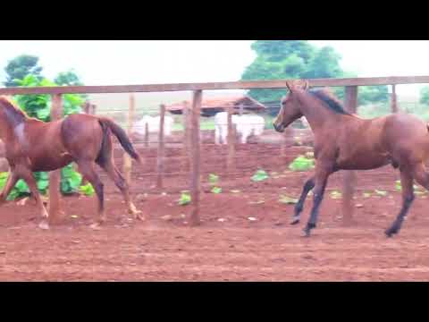 LOTE 103 2 POTRO MACHO