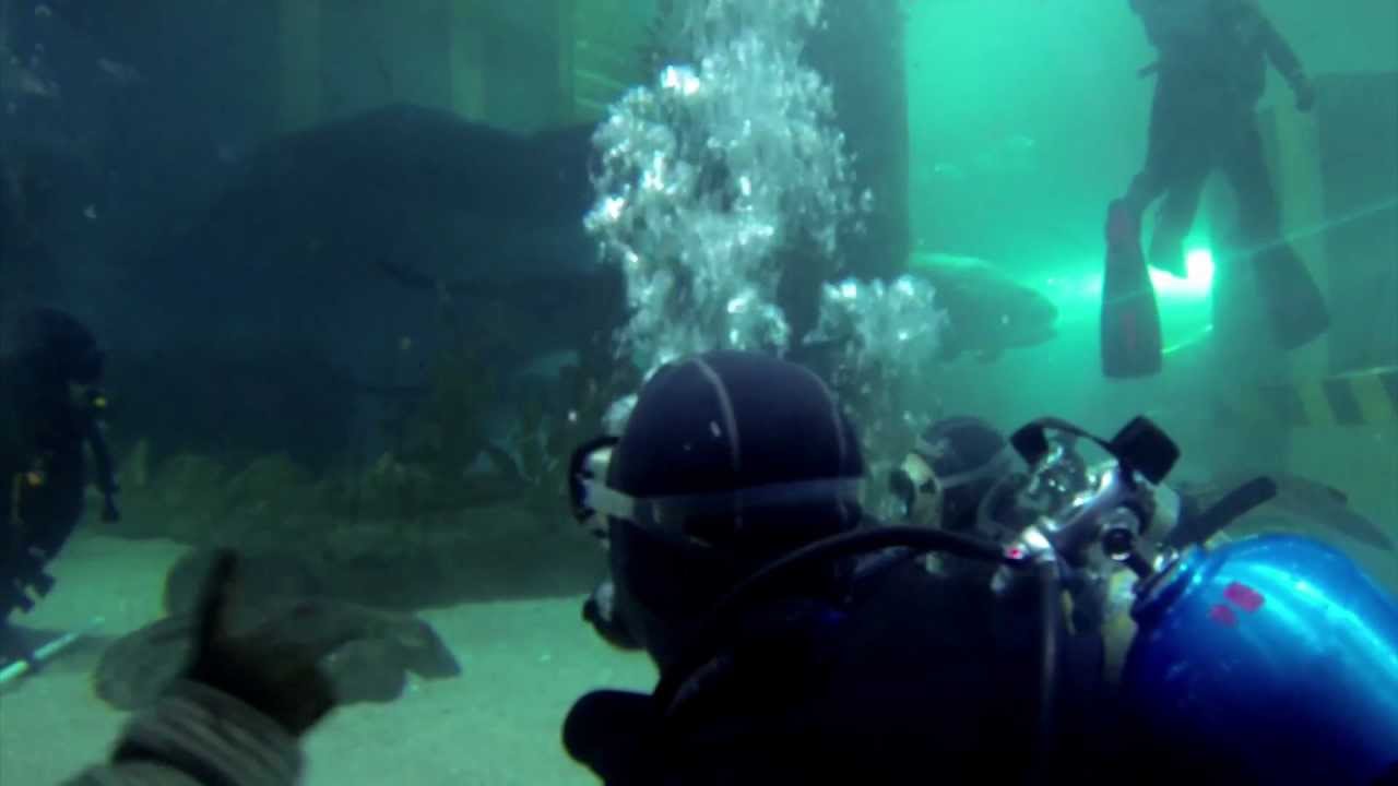 Shark dive at Melbourne Aquarium YouTube