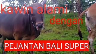 sapi kawin alami yg pertama dengan pejantan super,#sapi bali