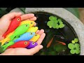 Catch fish color