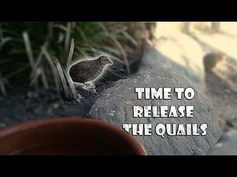 Quails Released In