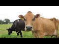 Grass Fed Dairy Production
