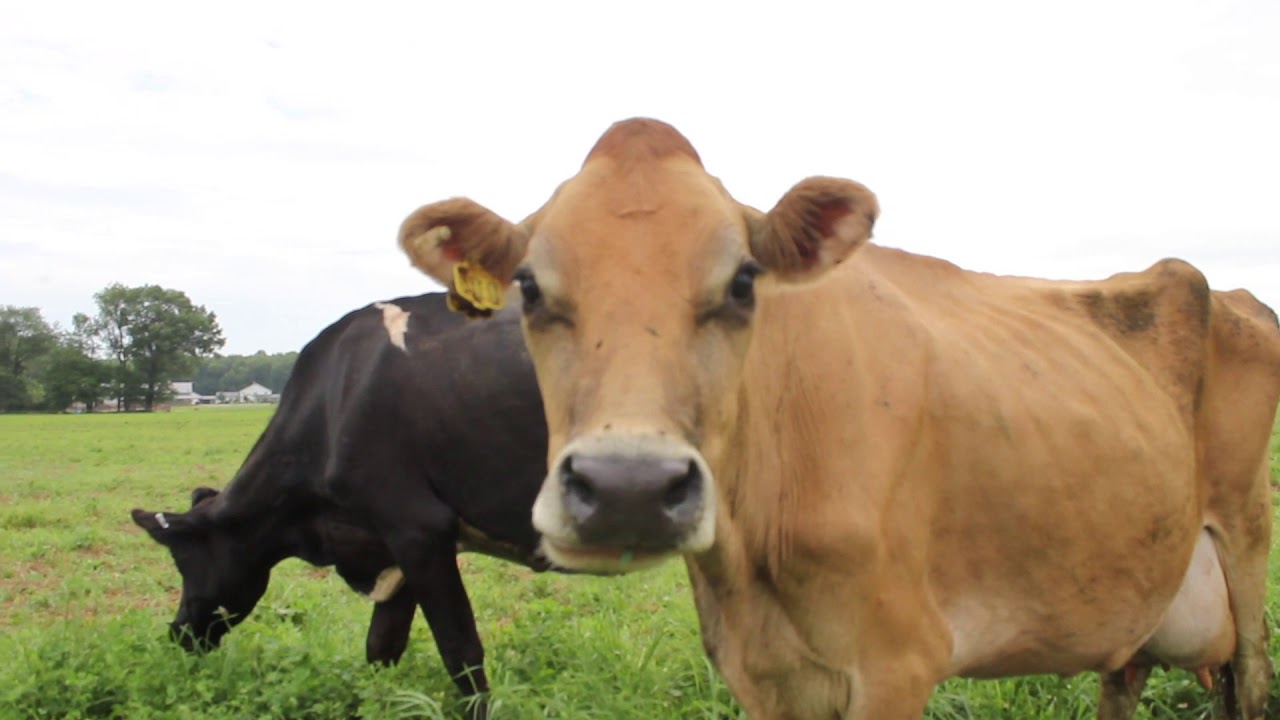 Grass Fed Dairy Production