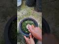 Pestisida nabati andalan pengusir berbagai jenis hama🌱🪴 #tips #garden #pestisidanabati