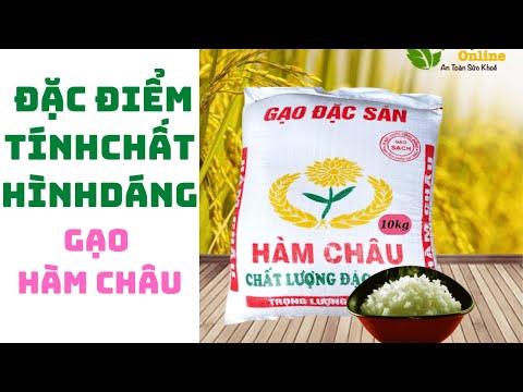 Video GẠO HÀM CHÂU, ĐẶC TÍNH NHẬN DẠNG VÀ GIÁ THÀNH. - youtube