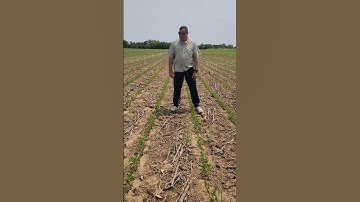 Soybean planting depth demonstration initial pop up assessment.