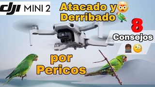 8 Recomendaciones para evitar Ataques de Aves a tus Drones-2024- Aves Derriban un DJI Mini 2