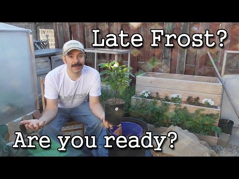 Video: Vårpære Frost Protection - How To Protect Bulbs From Frost