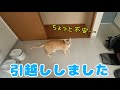 新居に来た猫たちの反応が可愛すぎた