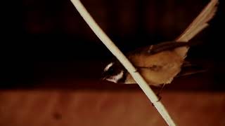 FANTAIL (Piwakawaka)