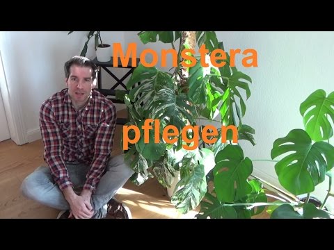 Video: Monstera Bezaubernd: Es Wird Viele Töpfe Brauchen