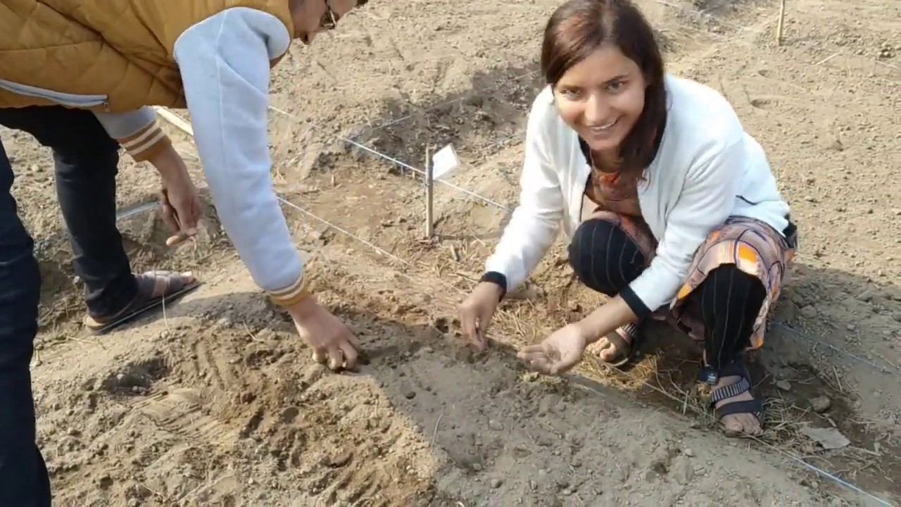 Research condition in Nepal || Agriculture and Forestry University || Research on Carrot