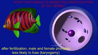 prezygotic barriers affecting sperm fusion with ova