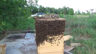 Honey Bee Bear Attack of August 2016