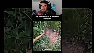 Download Lagu ENXADA TA AFIADA KK MP3