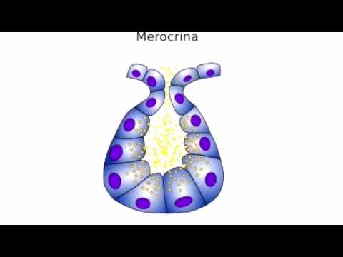 Video: ¿Por qué se llama glándula merocrina?
