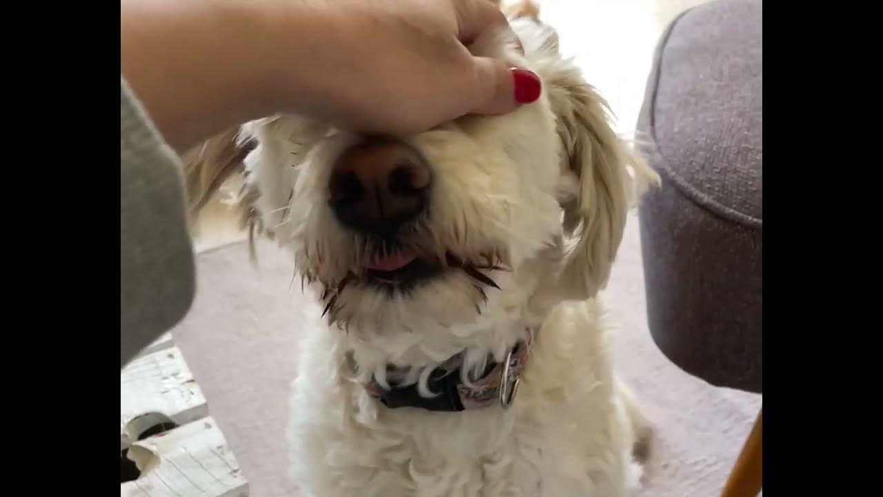 Streicheln von Hunden am Kopf YouTube