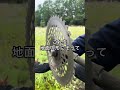 たったこれだけ？草刈りがちょっとしたコツで上手くなる　#園芸 #ガーデニング #shorts