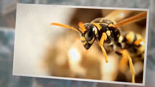 What Do Wasps Eat In Winter? 4 Foods That Helps!