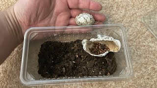 Baby Tarantula Eggsac Creepy ASMR - Hear them crawling around! by Whitey Exotics 255 views 9 months ago 1 minute, 29 seconds