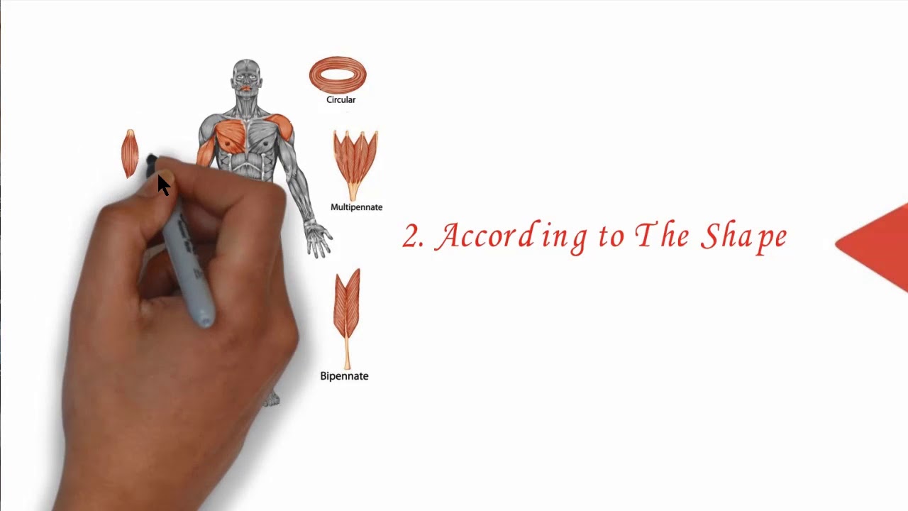 Muscles kinesiology , classification and Role of Action YouTube