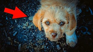 A family takes in an abandoned puppy, and the next morning they are in for a surprise!
