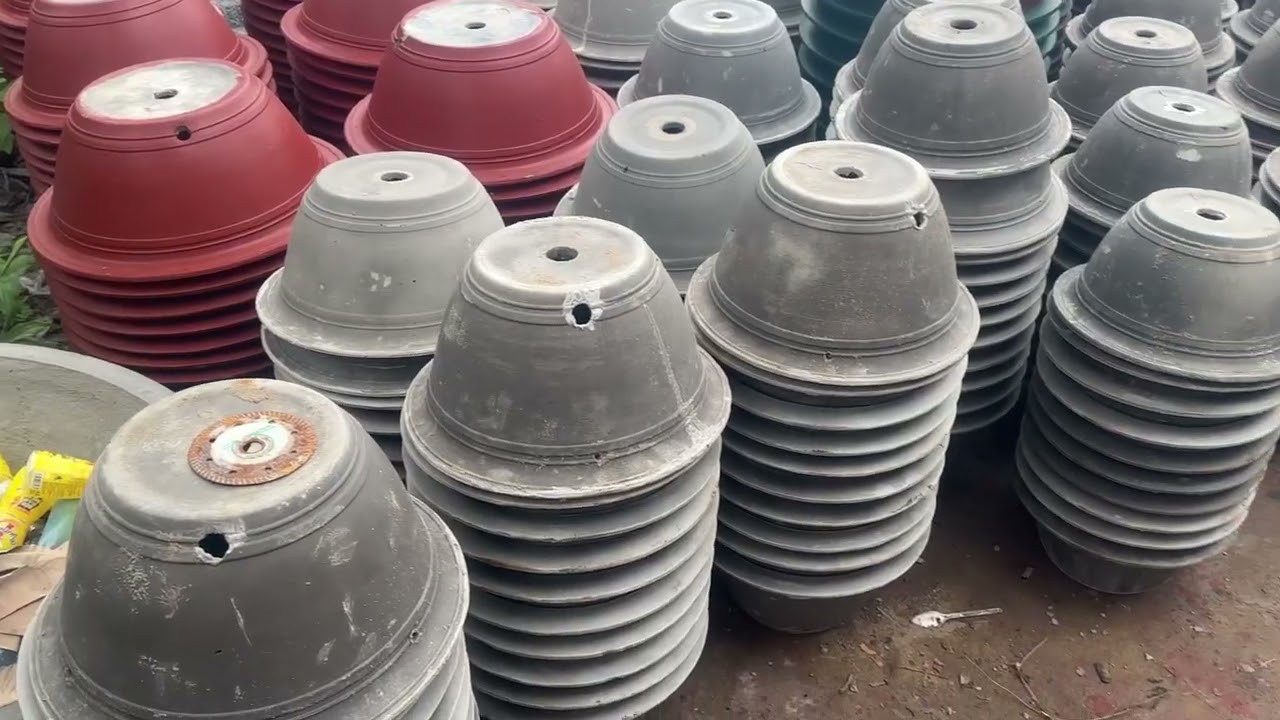 Chậu kiểng kiều Oanh bến tre 0366622003