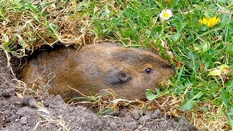 Giant Gopher Digging a Hole