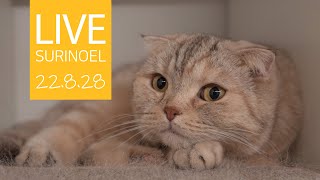 🔴22.8.28 LIVE 【SURI&amp;NOEL】 수리노을 고양이들 생방송 😺📹